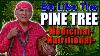 Native American Navajo Medicinal Nutritional U0026 Utilitarian Use Of Pine Tree