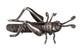Navajo Sterling Silver Grasshopper Pin Ca. 1970 Size. 625 H X 1.8125 L X 1 W