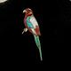 Sterling Parrot Pin Pendant Inlay Turquoise Coral Mother Of Pearl Signed Rg