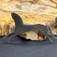 Vintage Frank Salcido Sfp Navajo Sterling Silver Horse Brooch Pin 2 Variations