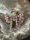 Womens Red Gilson Opal Navajo Sterling Silver Butterfly Angel Pin Pendant 18157